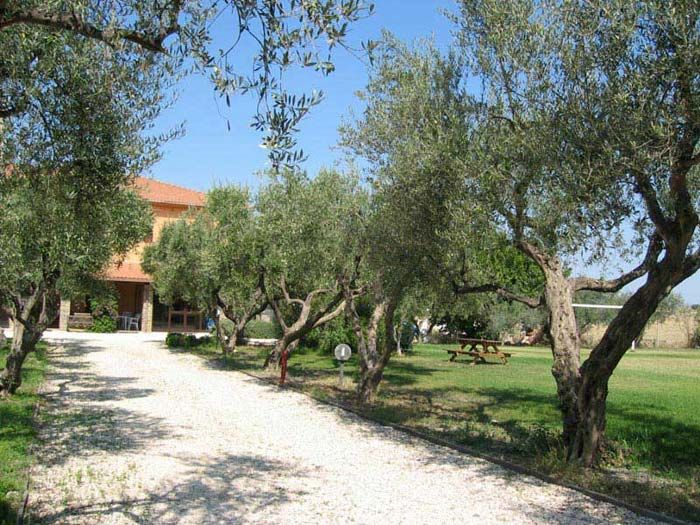 The olive grove around the Casale, with the house at the end of the path.